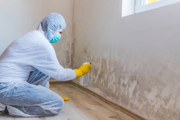 Professional mold removal team in Redmond